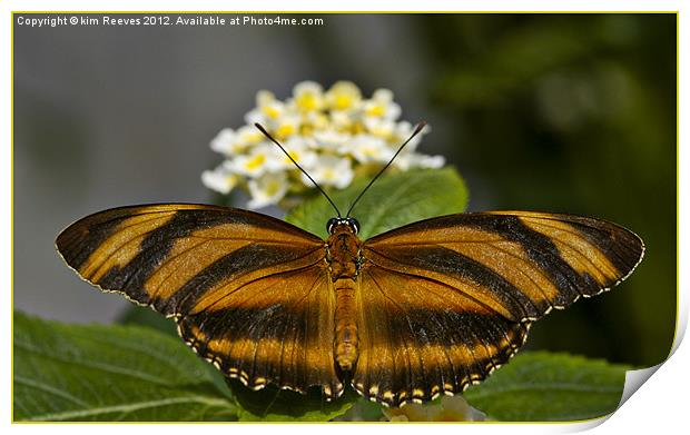 Banded Orange Butterfly Print by kim Reeves