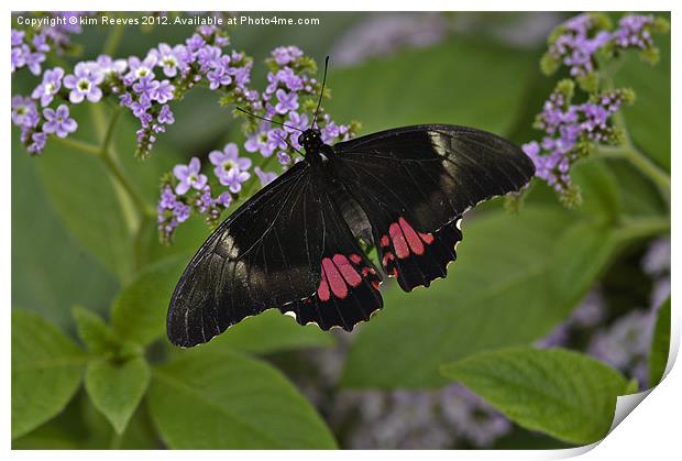 Scarlet swallowtail Print by kim Reeves