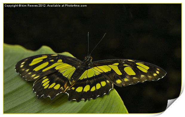 Butterfly Print by kim Reeves