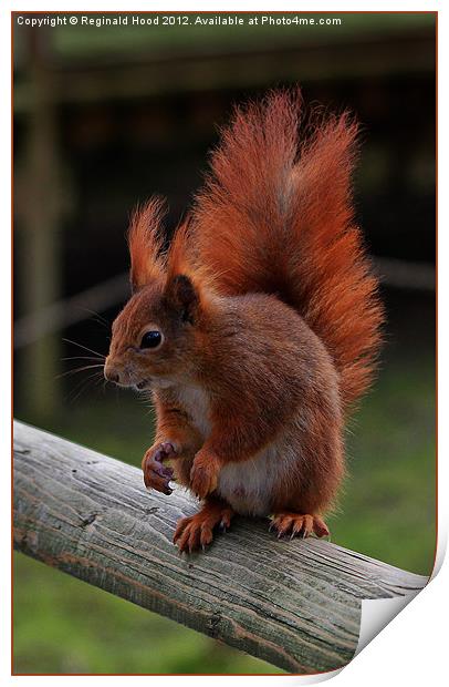 Red Squirrel Print by Reginald Hood