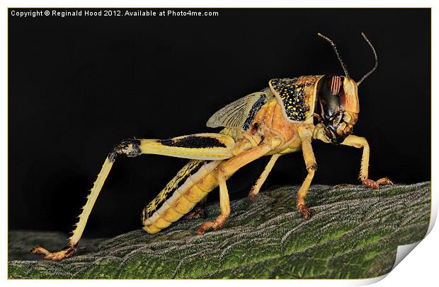 Locust Print by Reginald Hood