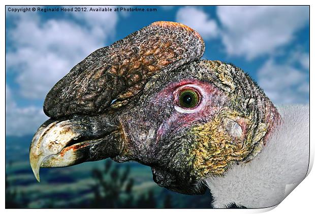 South American Condor Print by Reginald Hood