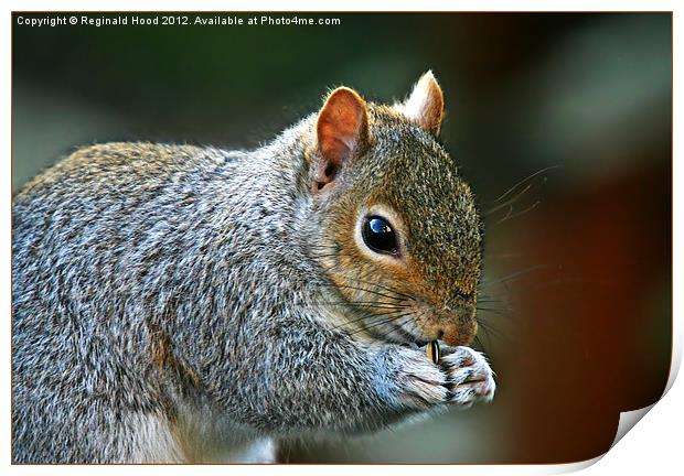 Grey Squirrel Print by Reginald Hood