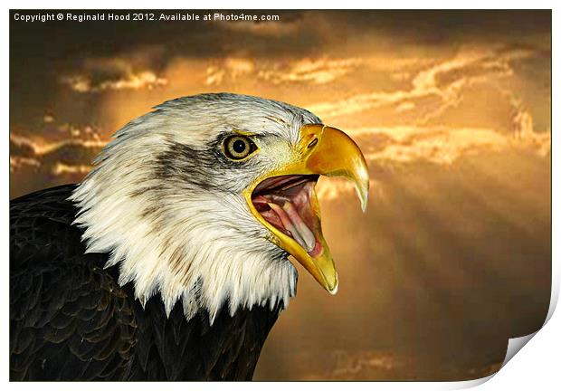 Bald Eagle Print by Reginald Hood