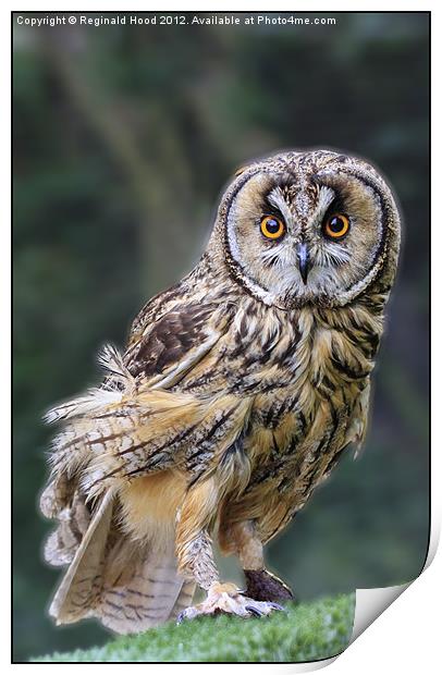 tawny owl Print by Reginald Hood