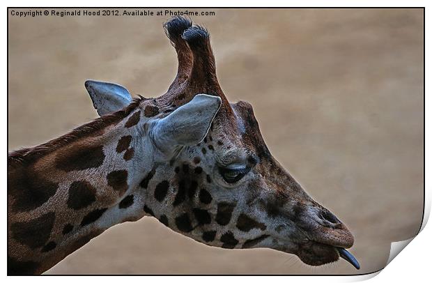 giraffe Print by Reginald Hood