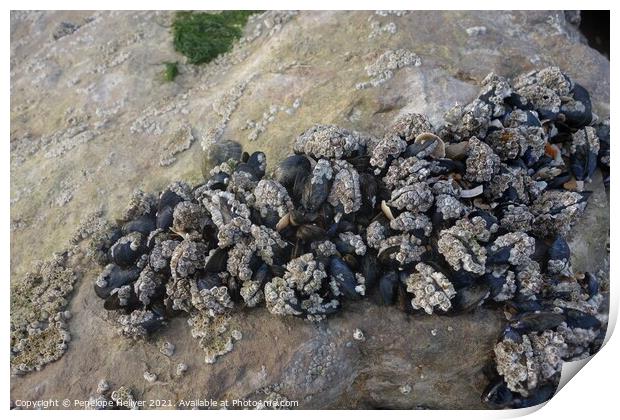 Clustering mussels and barnacles Print by Penelope Hellyer