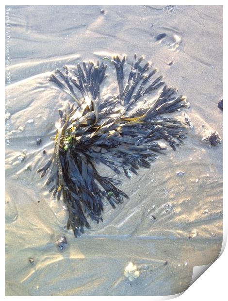 Sandy Seaweed Print by Penelope Hellyer