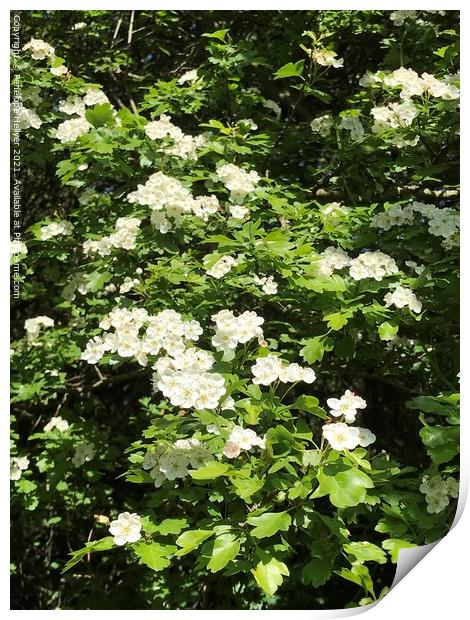 Wild Rose at Marline Valley Woods  Print by Penelope Hellyer