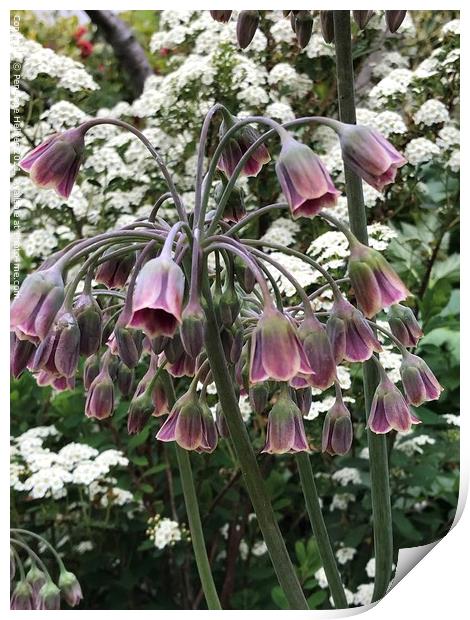 Necctarscordum siculum Print by Penelope Hellyer