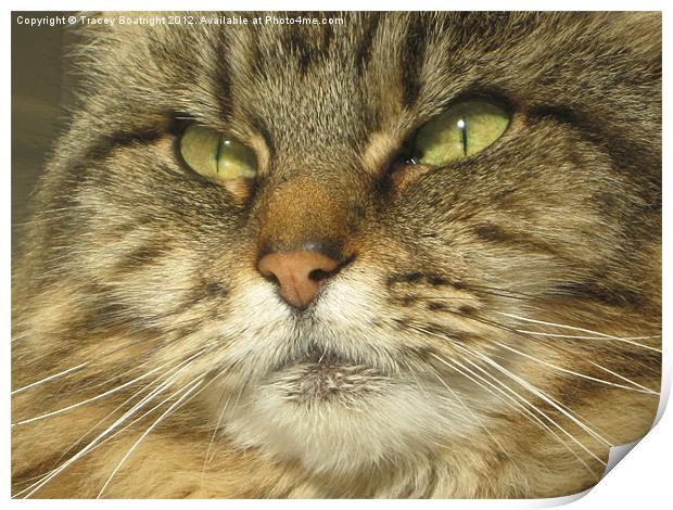 Dolly the maincoon cat Print by Tracey Boatright