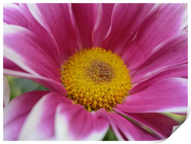 my pink pretty flower Print by Tracey Boatright