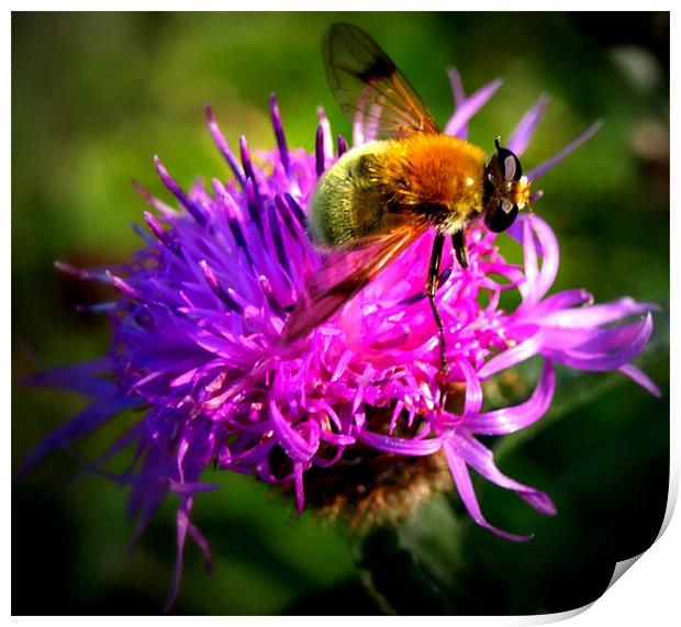 closeup wasp on purple flower Print by Danny Martin