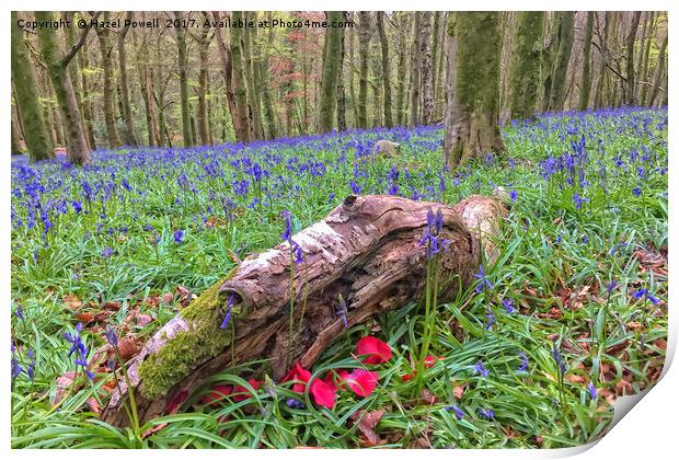 Bluebells and Petals, Wenault Print by Hazel Powell