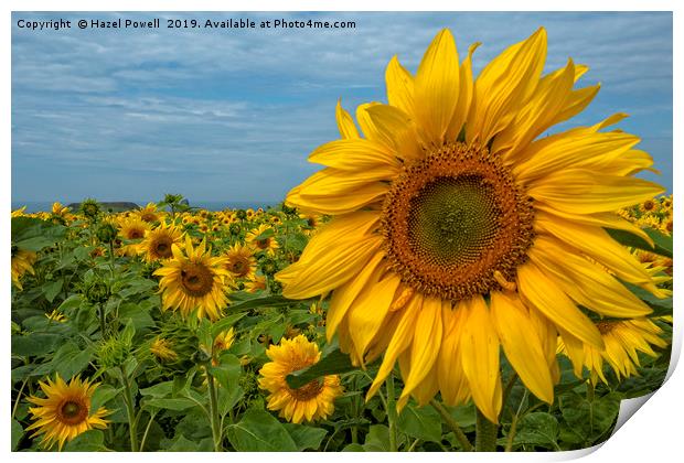 Sunflowers Print by Hazel Powell