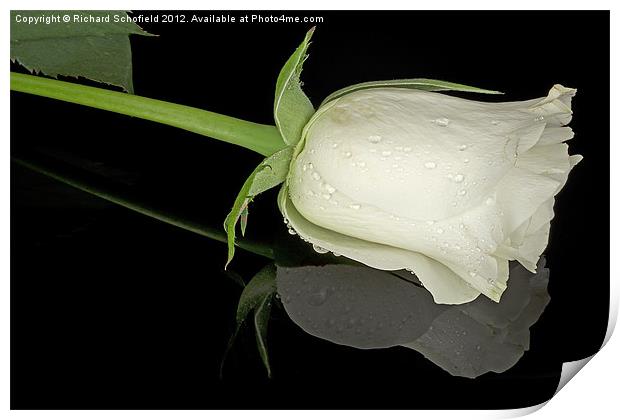 White Rose on Plexiglass Print by Richard Schofield