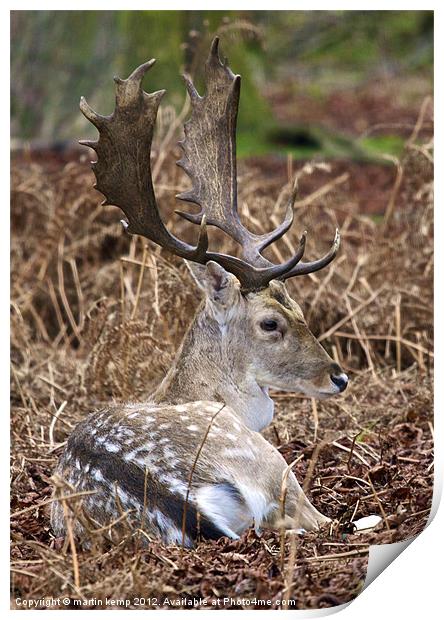 Fallow Deer Print by Martin Kemp Wildlife