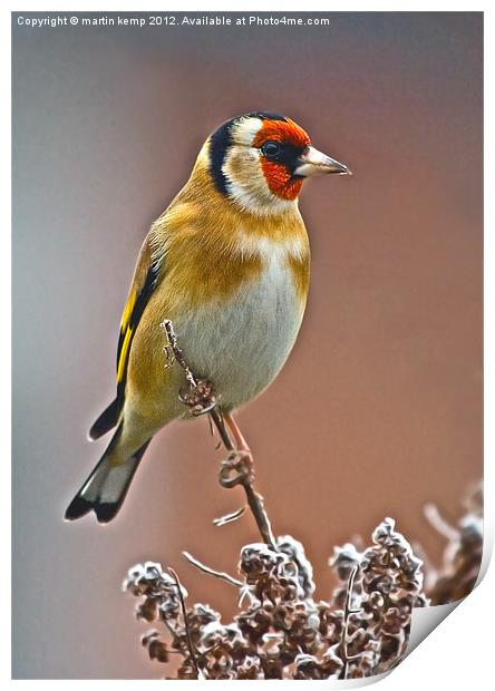 Goldfinch Print by Martin Kemp Wildlife