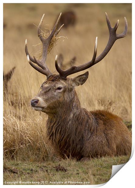 Red Deer Stag Print by Martin Kemp Wildlife