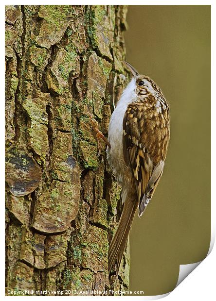 Treecreeper Print by Martin Kemp Wildlife