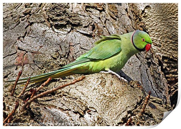 Ring Necked Parakeet Print by Martin Kemp Wildlife