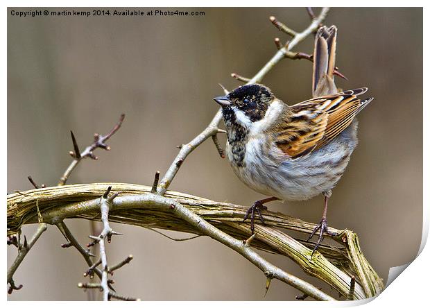 Male Reed Bunting  Print by Martin Kemp Wildlife