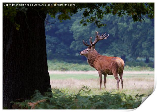 Stag in the Park  Print by Martin Kemp Wildlife