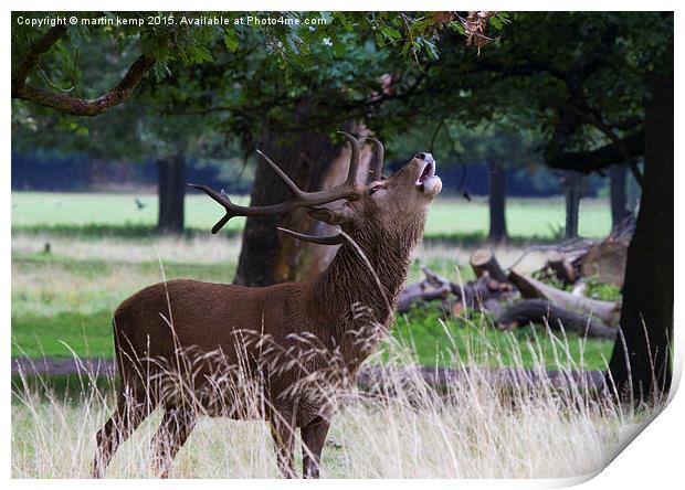 Roaring Stag   Print by Martin Kemp Wildlife