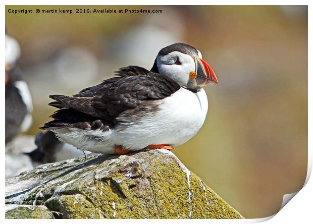Resting Puffin Print by Martin Kemp Wildlife