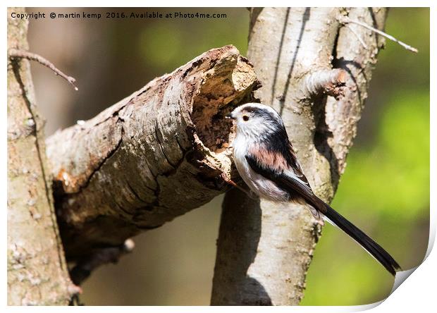 Longtail Tit Print by Martin Kemp Wildlife