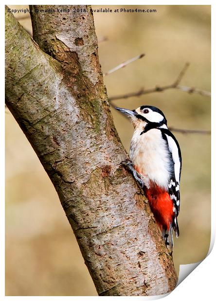 Great Spotted Woodpecker Print by Martin Kemp Wildlife