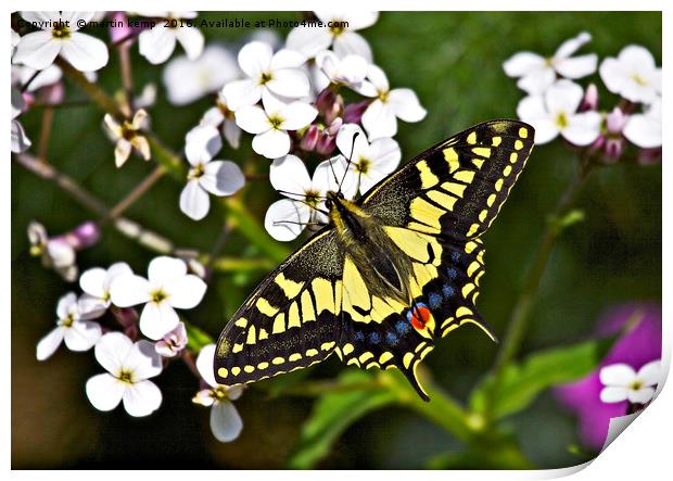 Swallowtail Butterfly  Print by Martin Kemp Wildlife
