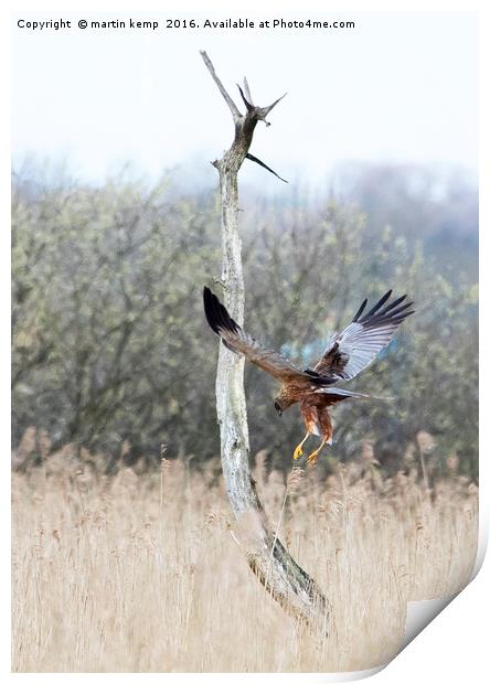 Marsh Harrier Ready to Pounce Print by Martin Kemp Wildlife