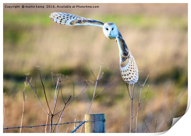 Barn Owl in Flight Print by Martin Kemp Wildlife