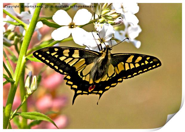 Swallowtail Butterfly  Print by Martin Kemp Wildlife