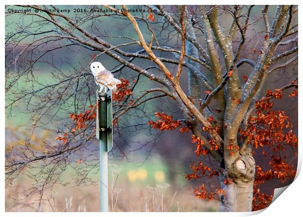 Barn Owl on Sign Post Print by Martin Kemp Wildlife