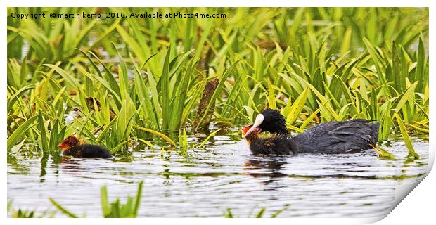 Coot Moving Chick Print by Martin Kemp Wildlife