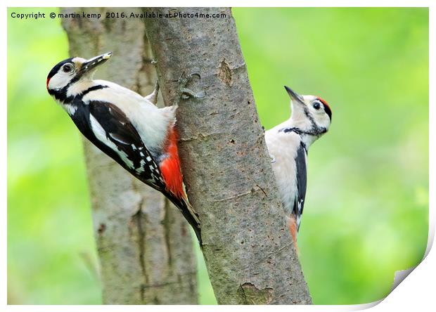 Out With Dad Print by Martin Kemp Wildlife