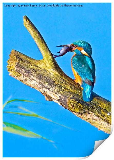 Kingfisher  Print by Martin Kemp Wildlife