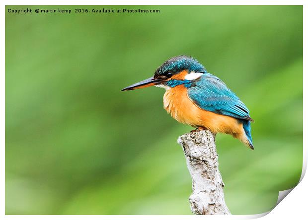 Female Kingfisher Perching  Print by Martin Kemp Wildlife