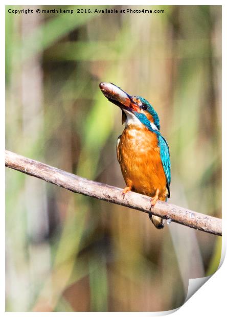 Kingfisher With His Fish Print by Martin Kemp Wildlife