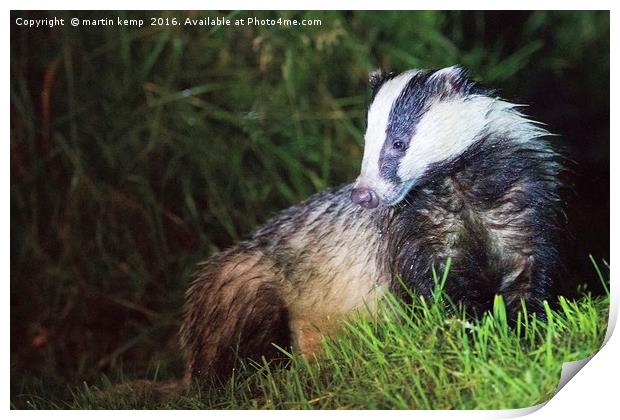 Badger 3 Print by Martin Kemp Wildlife