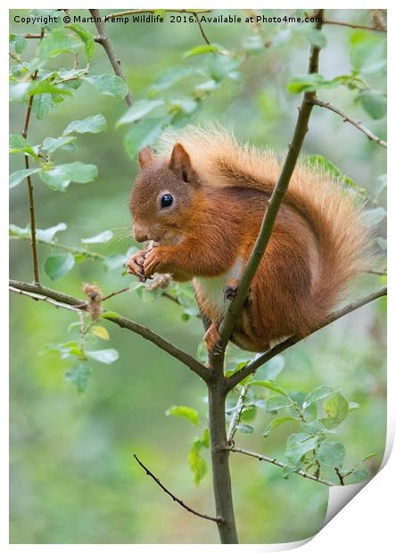 Red Squirrel  Print by Martin Kemp Wildlife