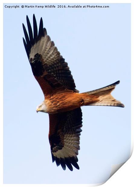 Red Kite 1 Print by Martin Kemp Wildlife