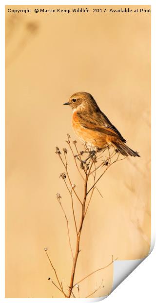 Stonechat 2 Print by Martin Kemp Wildlife