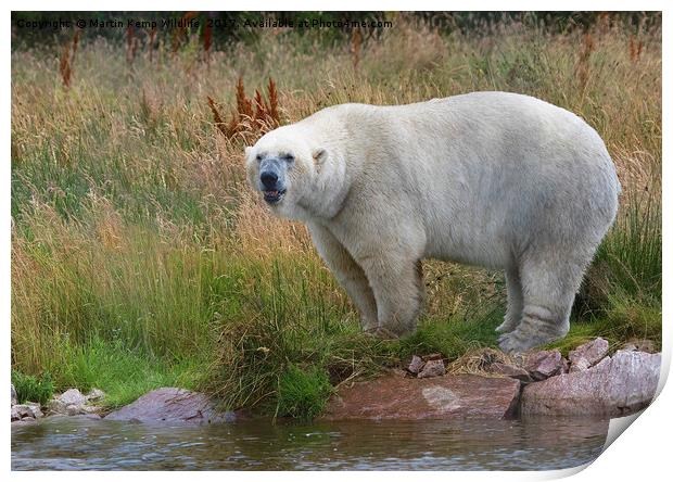 Male Polarbear Standing by the Lake Print by Martin Kemp Wildlife