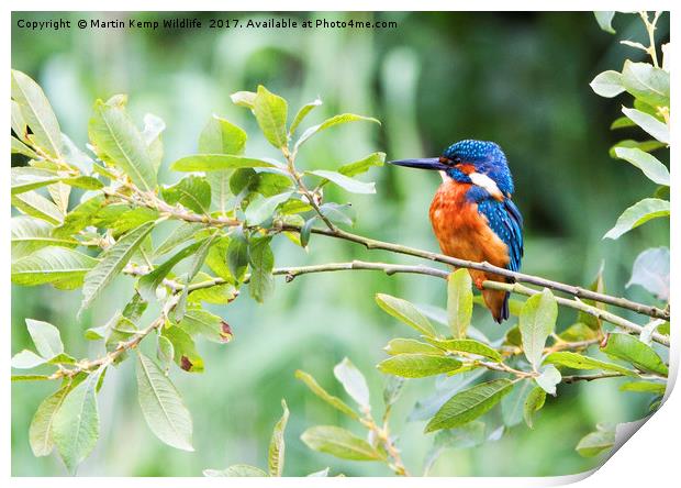 Kingfisher in The Bush Print by Martin Kemp Wildlife