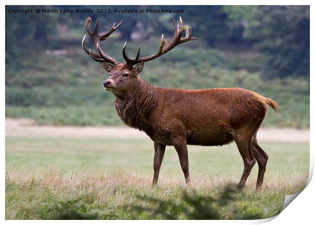Majestic Red Deer Print by Martin Kemp Wildlife