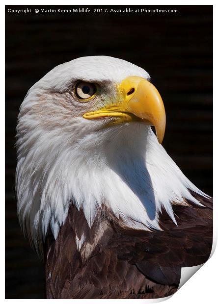 Bald Eagle 2 Print by Martin Kemp Wildlife
