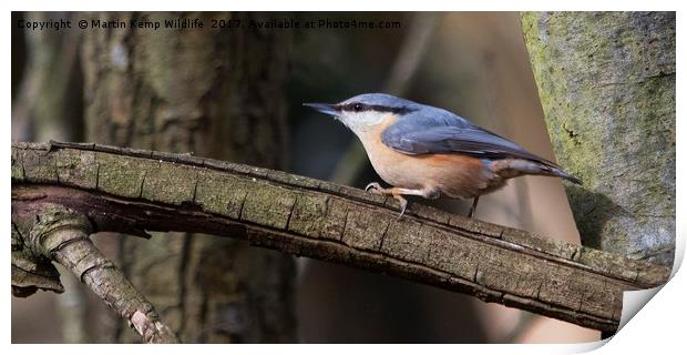 Nuthatch Print by Martin Kemp Wildlife